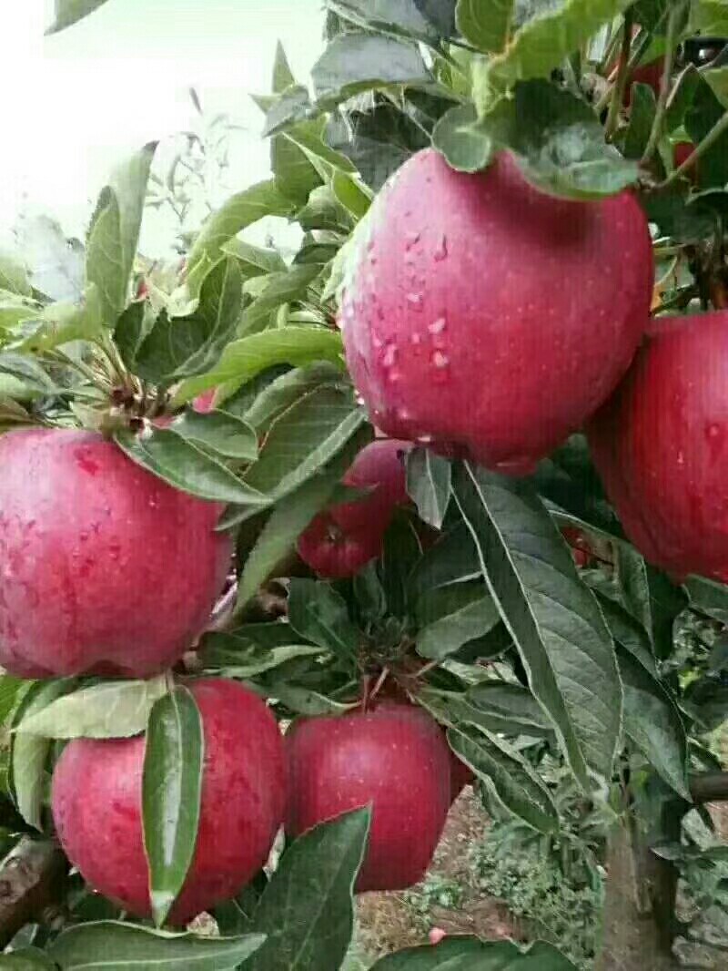 甘肃花牛苹果产地供应，一手货源，代发全国