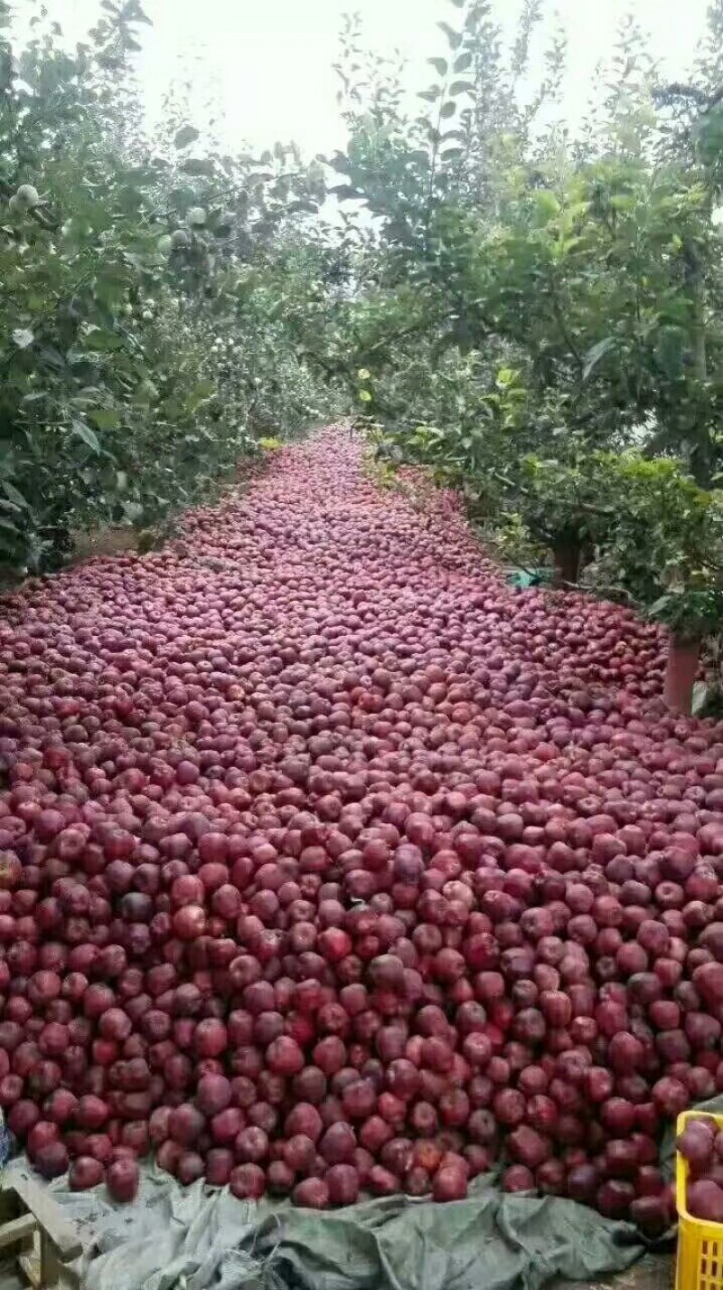 甘肃花牛苹果产地供应，一手货源，代发全国