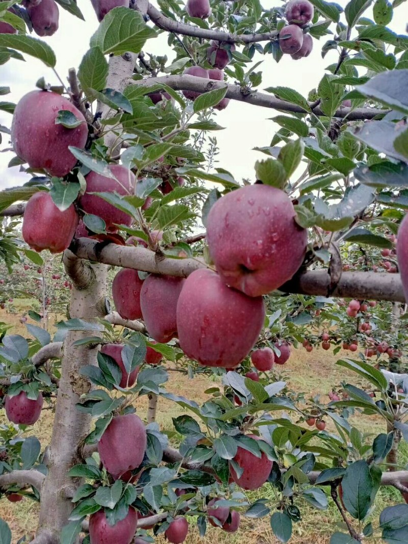 甘肃花牛苹果产地供应，一手货源，代发全国