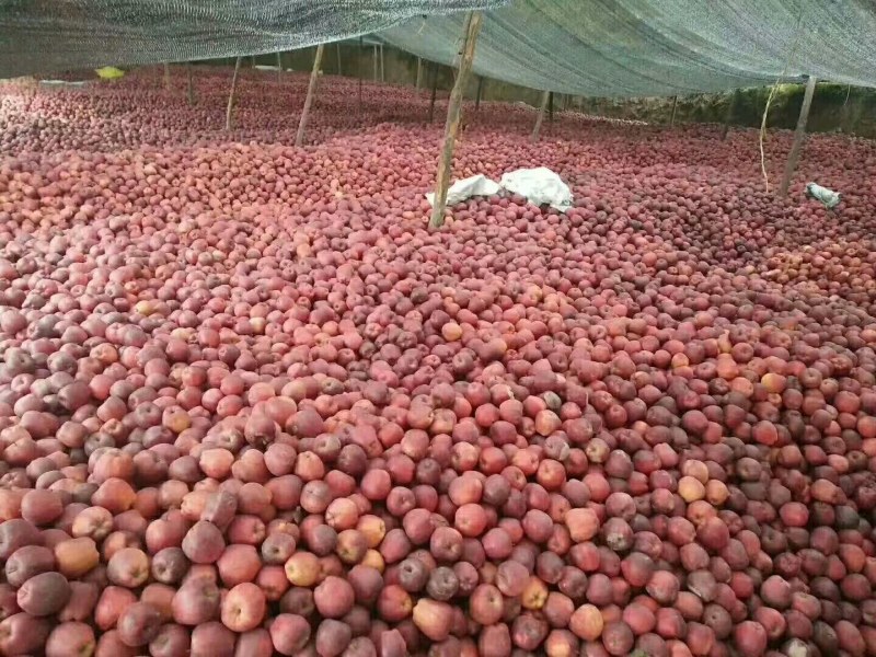 甘肃花牛苹果产地供应，一手货源，代发全国