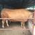 西门塔尔肉牛免费送货货到付款肉牛养殖技术