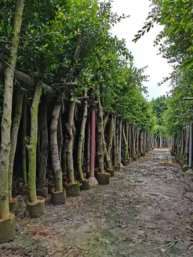 小叶榕福建漳州供应绿庭院设计，小叶榕供应大小规格袋苗