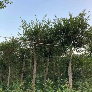 小叶榕福建漳州供应绿庭院设计，小叶榕供应大小规格袋苗
