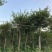 小叶榕福建漳州供应绿庭院设计，小叶榕供应大小规格袋苗