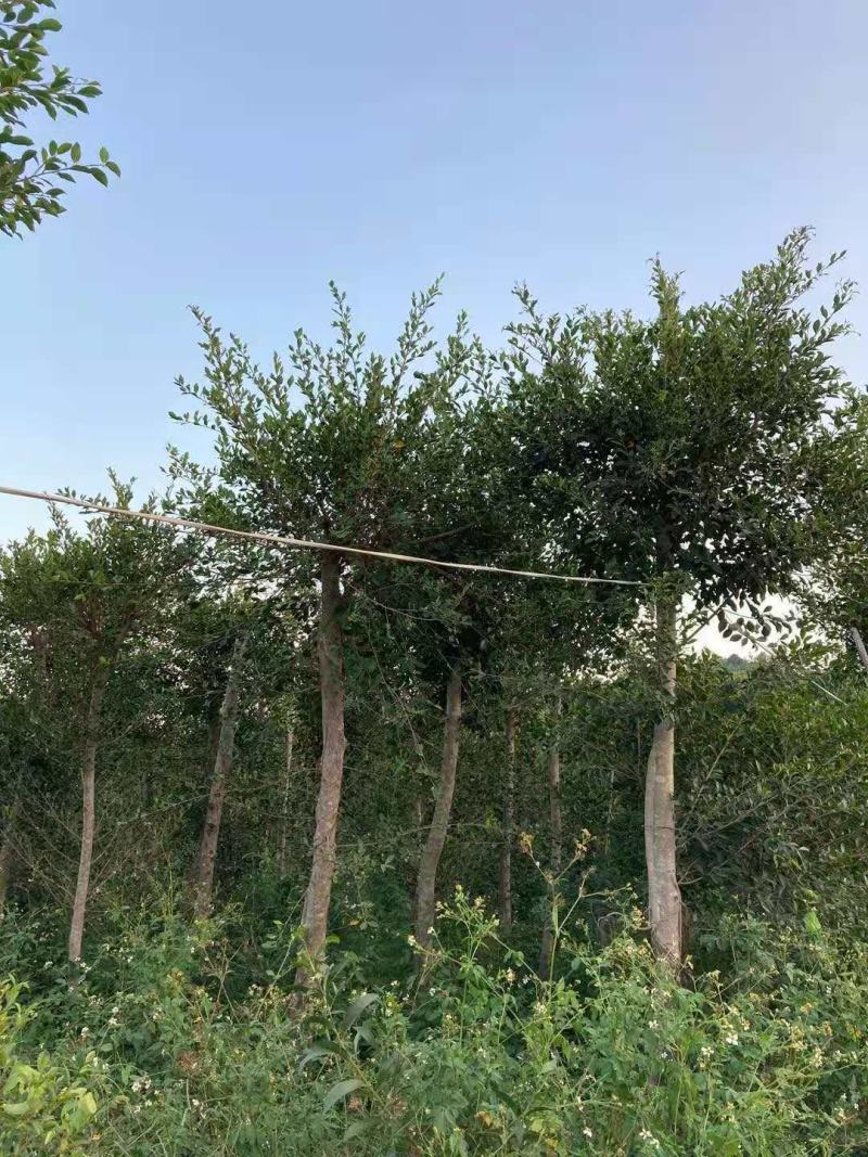 小叶榕福建漳州供应绿庭院设计，小叶榕供应大小规格袋苗