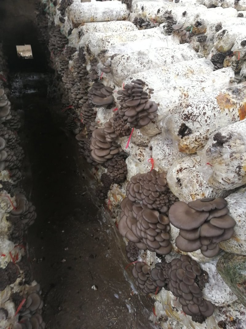 鲜平菇，3到六的，现货出售