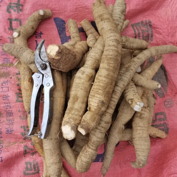小叶大牛力大牛三两起
