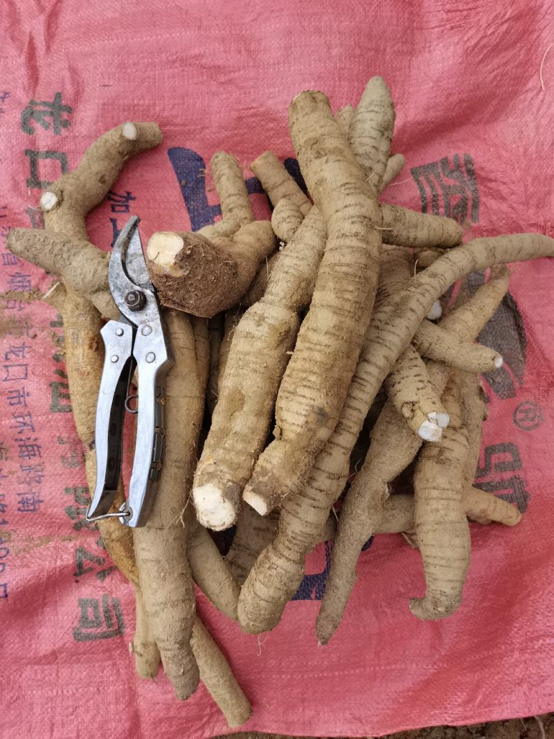小叶大牛力大牛三两起