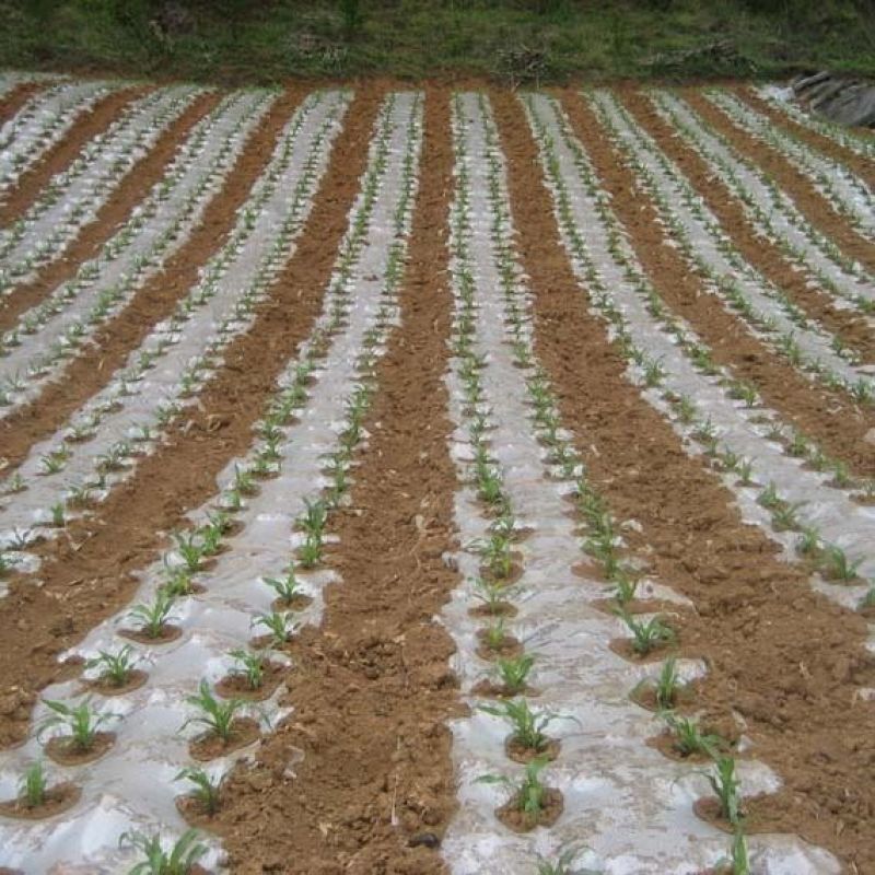 白色地膜保温保湿农用膜混凝土吹塑膜黑地膜果园农资蔬菜大棚