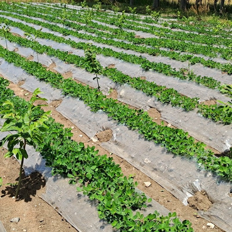 白色地膜保温保湿农用膜混凝土吹塑膜黑地膜果园农资蔬菜大棚