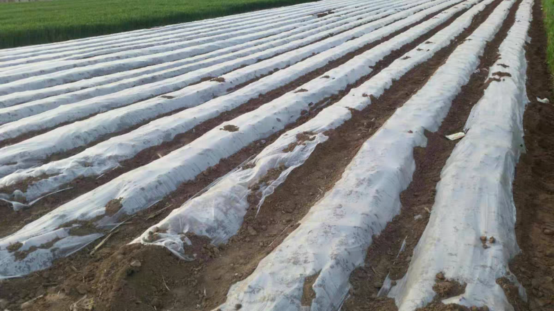 白色地膜保温保湿农用膜混凝土吹塑膜黑地膜果园农资蔬菜大棚