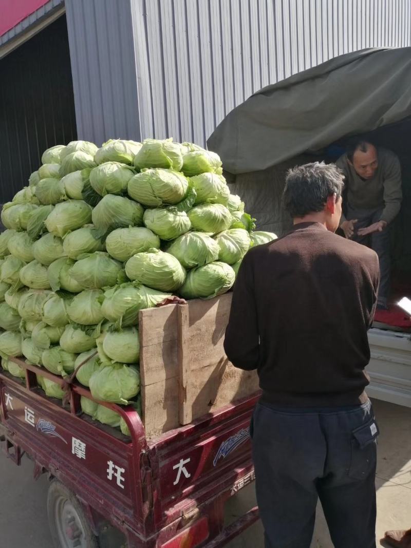 城固县连花白，扁包菜，专业的枝术，不打农药绿色蔬菜，