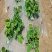 白色地膜保温保湿农用膜混凝土吹塑膜黑地膜果园农资蔬菜大棚