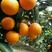 冰糖橙，纽荷尔脐橙产地大量批发。果园看货，现订现摘。