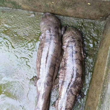 鲟鱼冷水清水养殖想要的联系随时有货欢迎联系