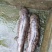 鲟鱼冷水清水养殖想要的联系随时有货欢迎联系