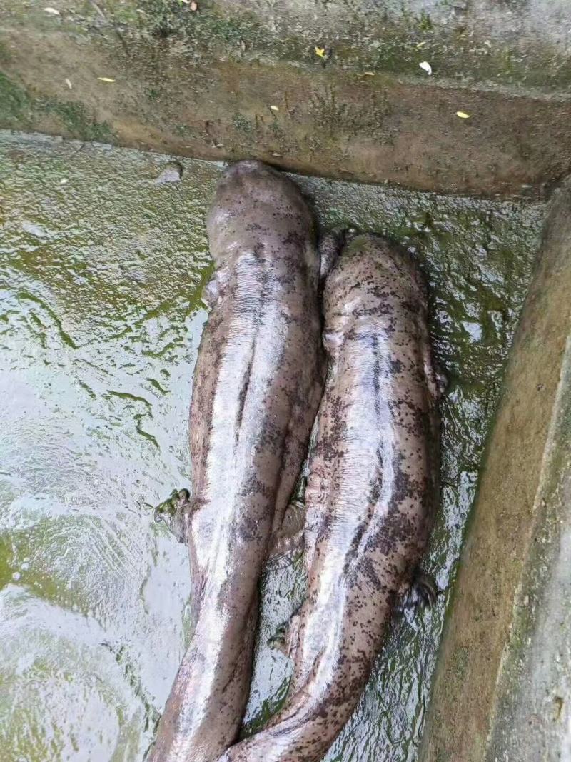鲟鱼冷水清水养殖想要的联系随时有货欢迎联系