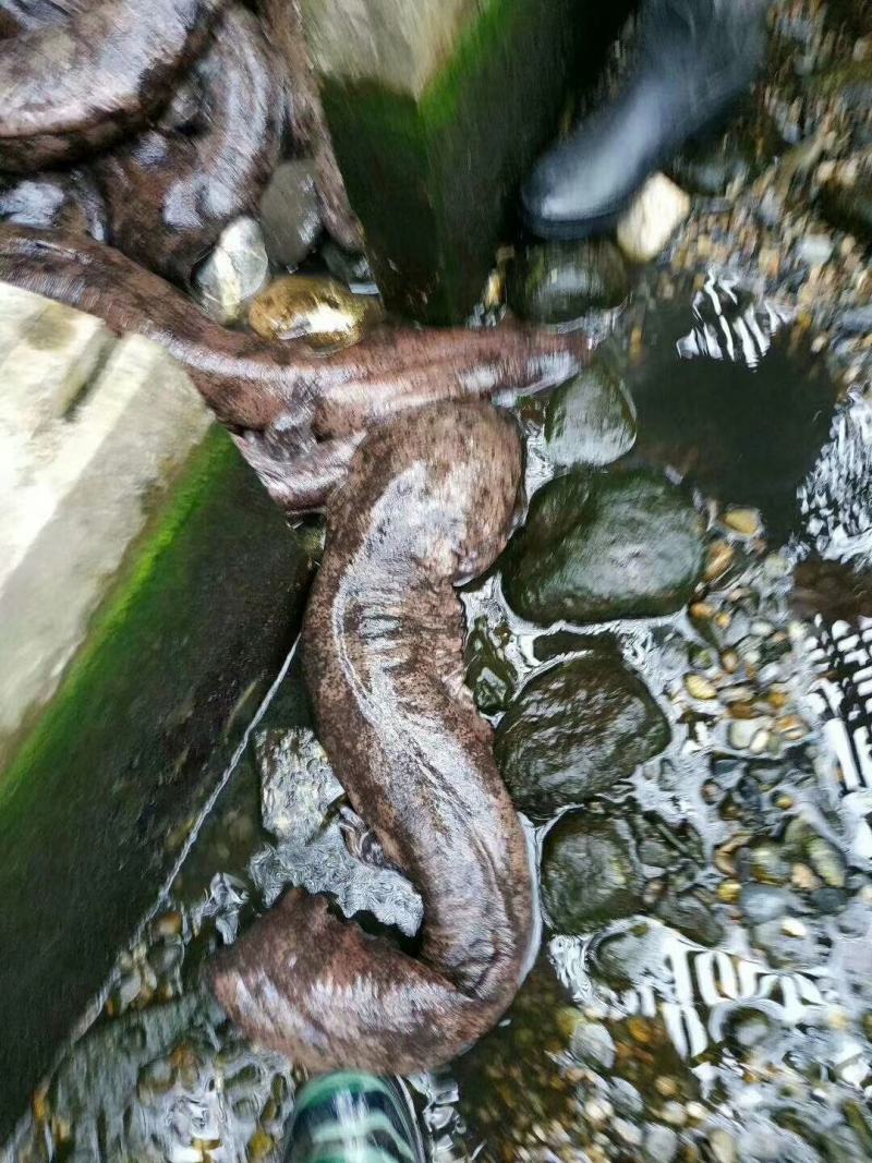 鲟鱼冷水清水养殖想要的联系随时有货欢迎联系