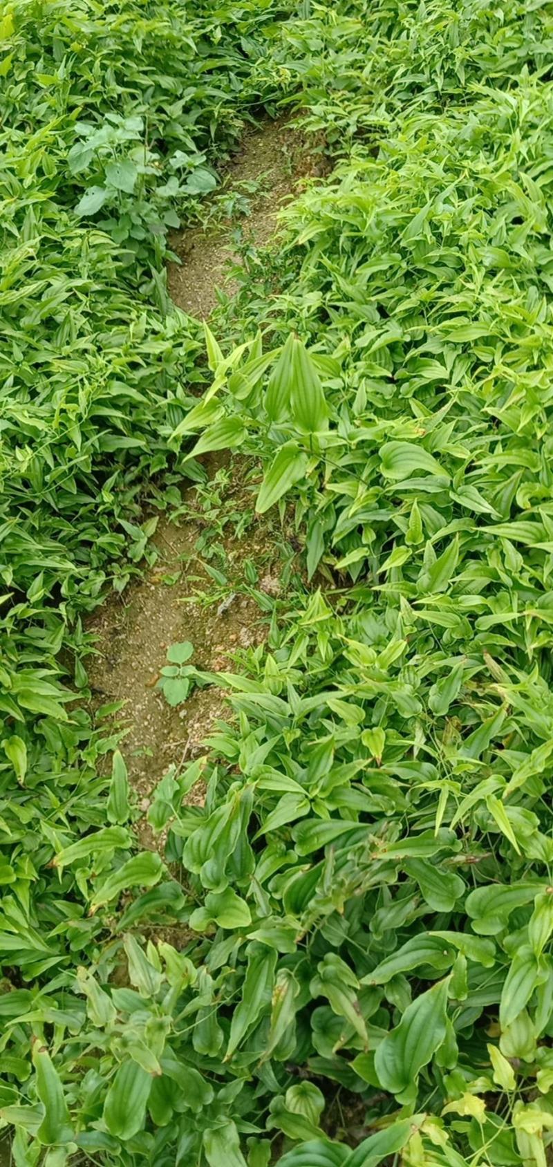 优质良种百部苗大苗成活率高大优惠欢迎需要的种植户快下单吧