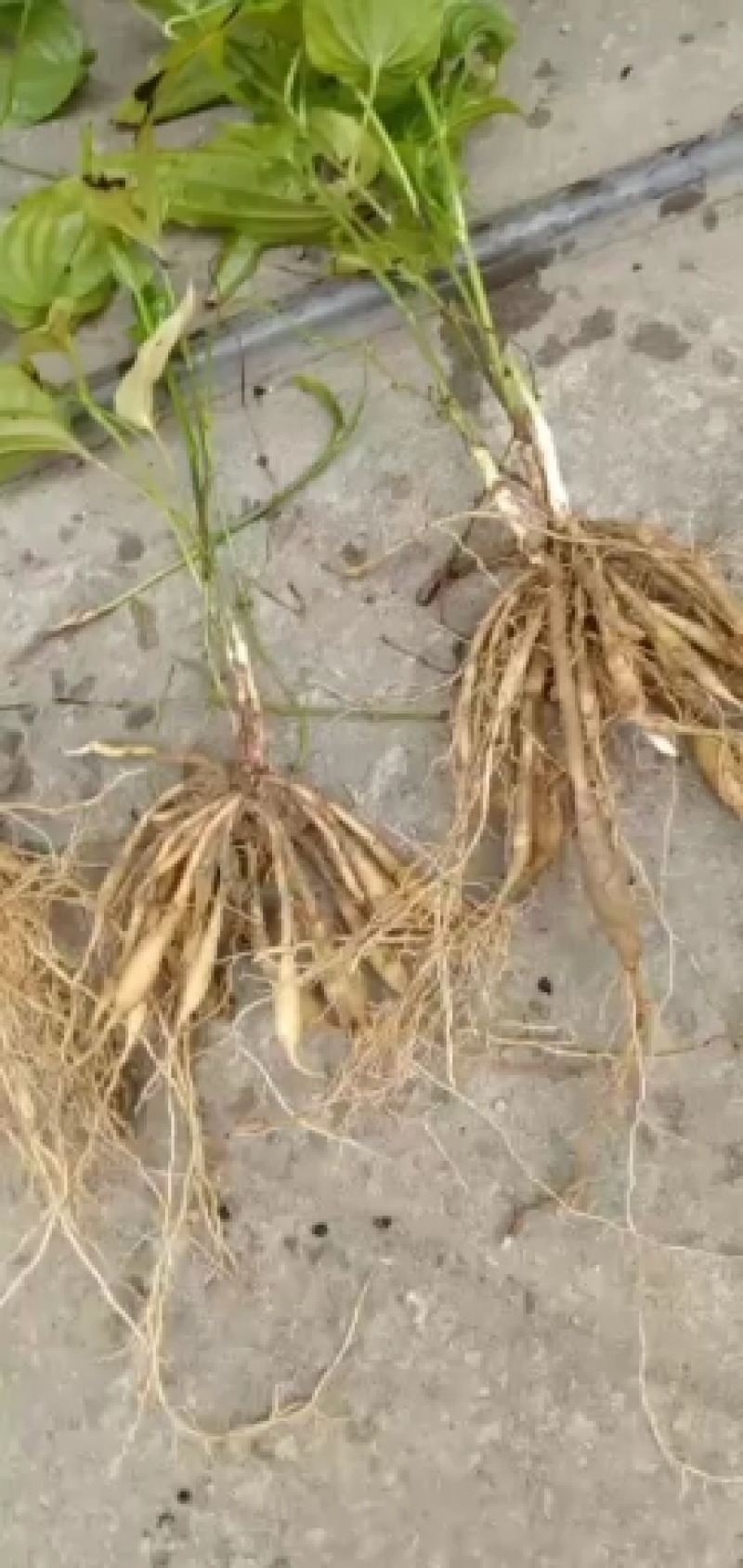 优质良种百部苗大苗成活率高大优惠欢迎需要的种植户快下单吧