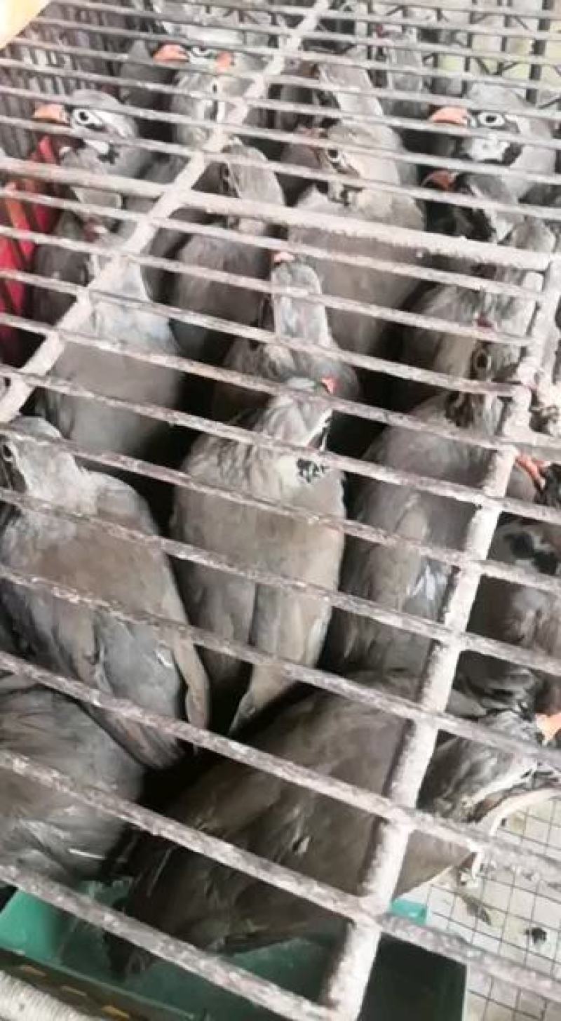 经营白条鹧鸪石龙鸟欢迎咨询