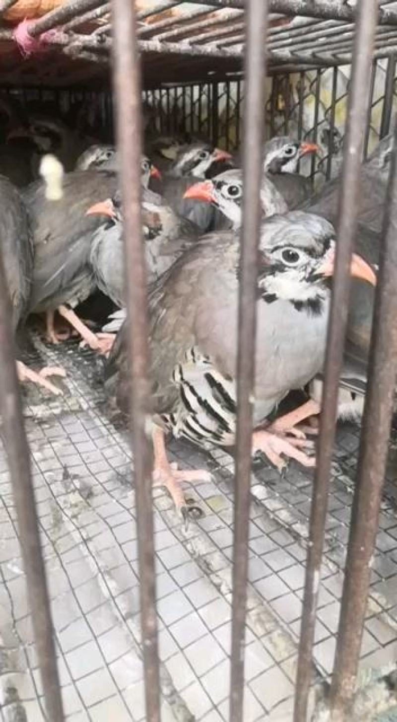 经营白条鹧鸪石龙鸟欢迎咨询