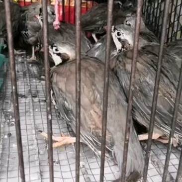 经营白条鹧鸪石龙鸟欢迎咨询