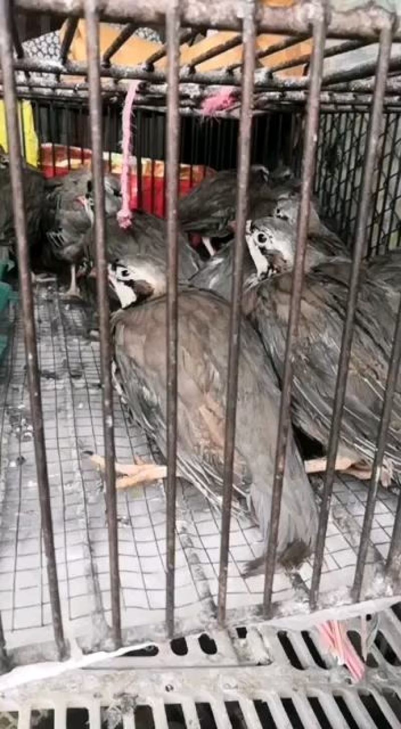 经营白条鹧鸪石龙鸟欢迎咨询