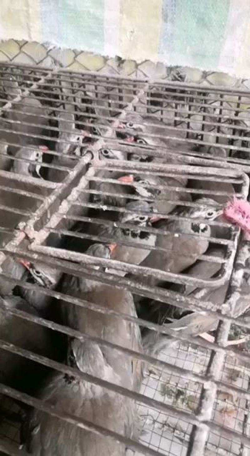 经营白条鹧鸪石龙鸟欢迎咨询