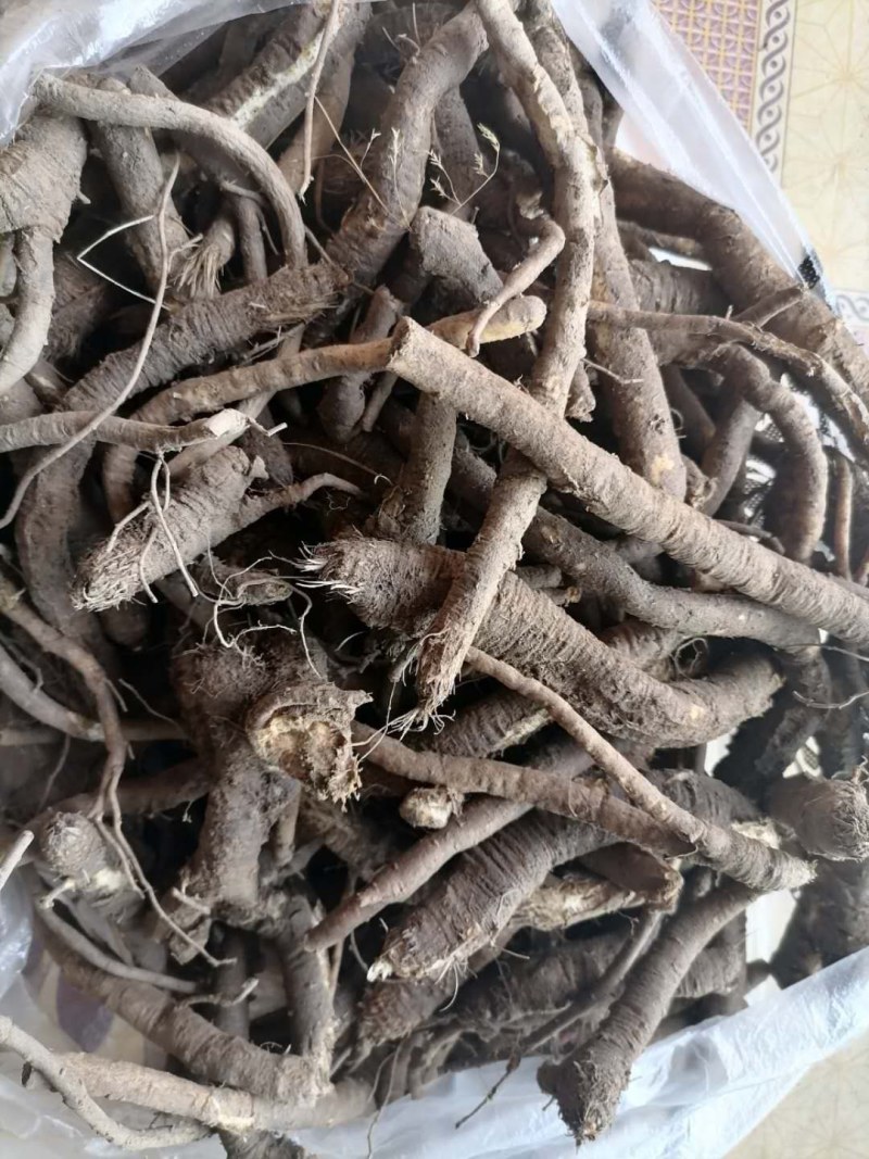 当归高海拔野生的当归