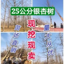 银杏基地出售15公分18公分20公分25公分银杏树价格