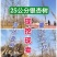 银杏基地出售15公分18公分20公分25公分银杏树价格