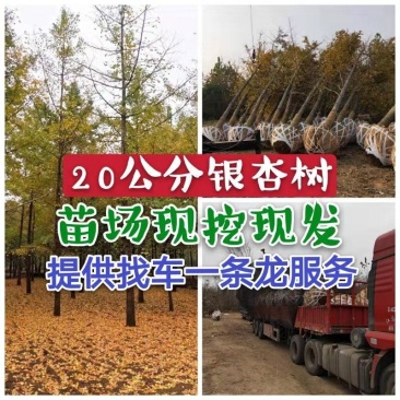 银杏基地秋季最新银杏树价格，基地供应价格优惠，货源充足。