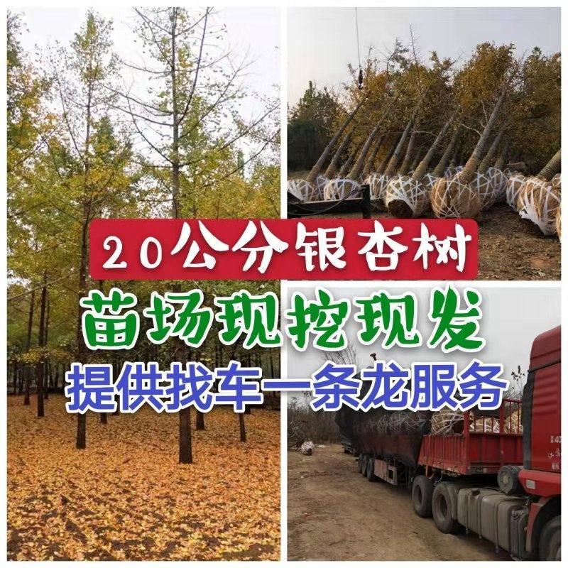 银杏基地秋季最新银杏树价格，基地供应价格优惠，货源充足。