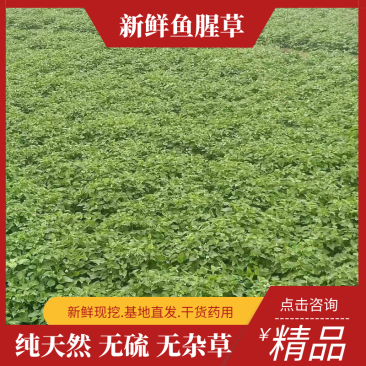湖南凤凰，优质鱼腥草，大量现货开挖，欢迎新老朋友前来选购