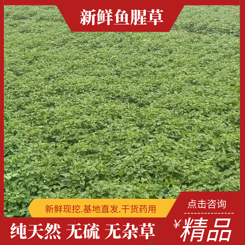 湖南凤凰，优质鱼腥草，大量现货开挖，欢迎新老朋友前来选购
