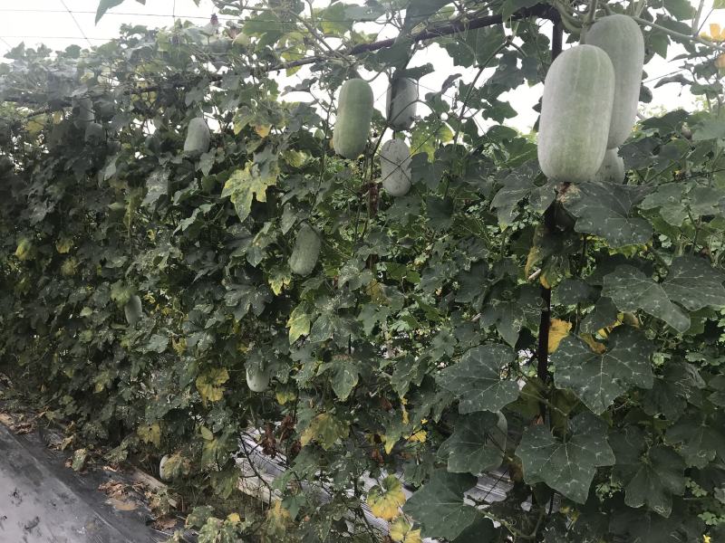 【减灾助农河南加油】麒麟二号小冬瓜小巧玲珑粉皮