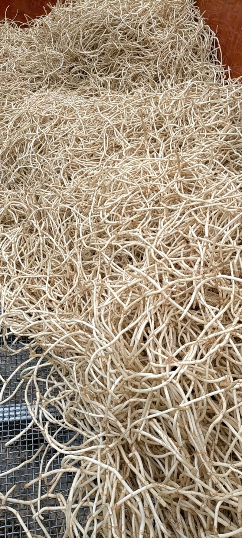湖南凤凰，优质鱼腥草，大量现货开挖，欢迎新老朋友前来选购