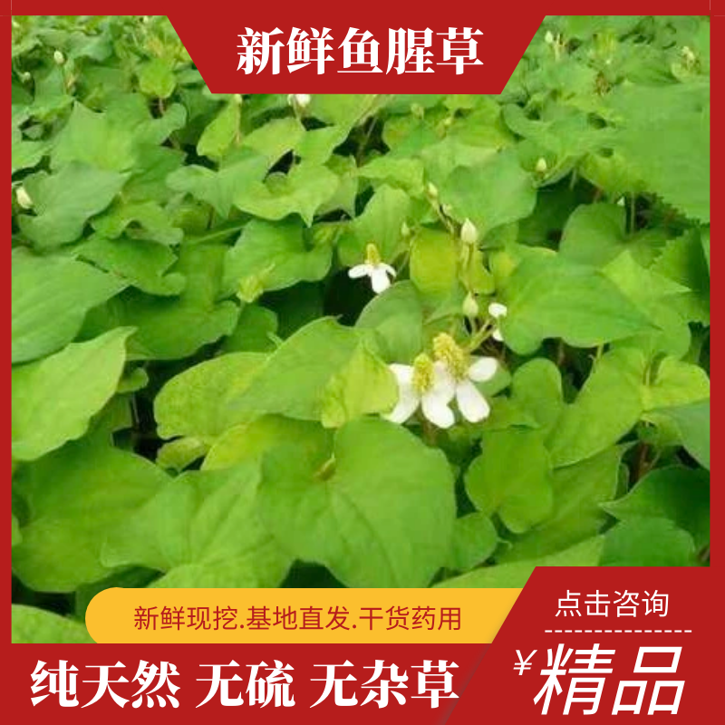 凤凰县鱼腥草种植基地，大量现货开挖，精品鱼腥草，