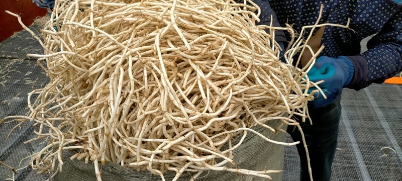 凤凰县鱼腥草种植基地，大量现货开挖，精品鱼腥草，