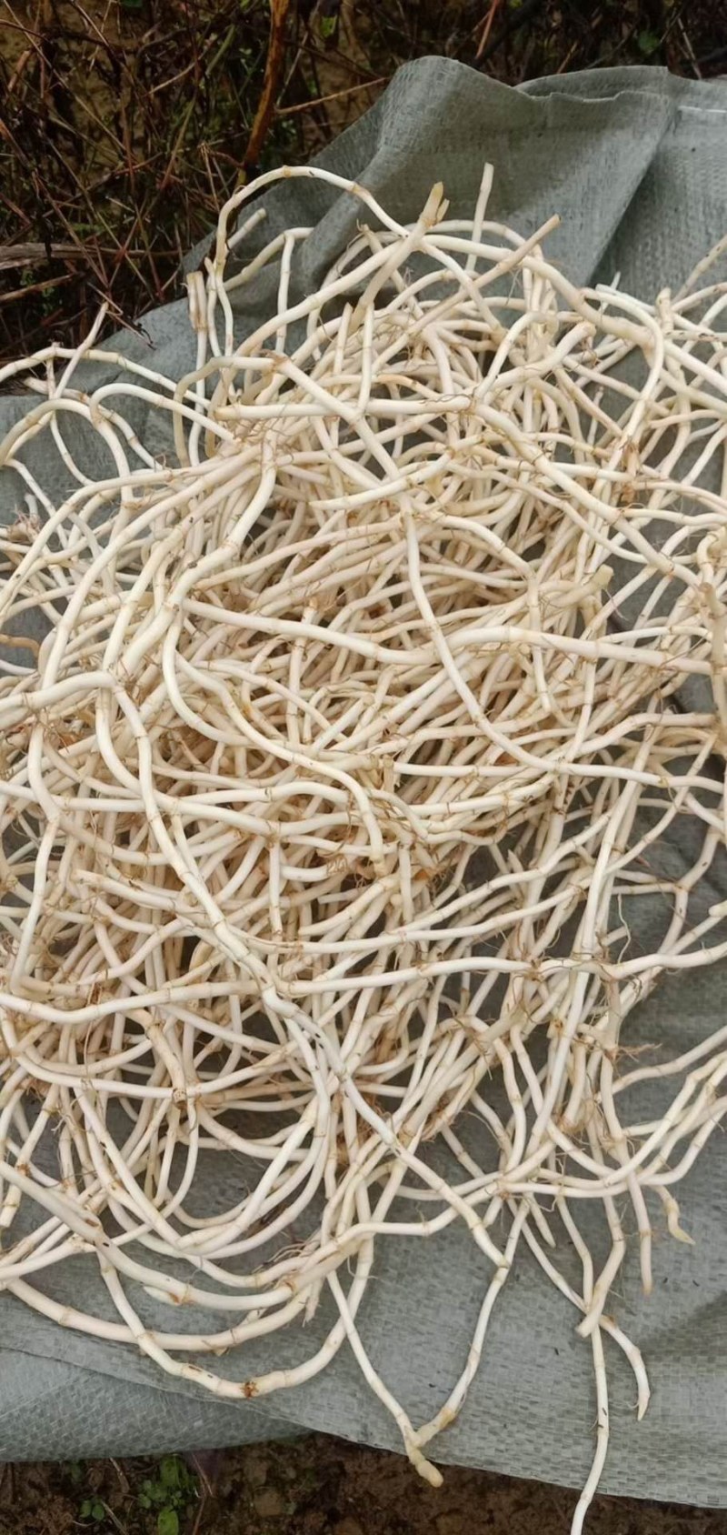 凤凰县鱼腥草种植基地，大量现货开挖，精品鱼腥草，