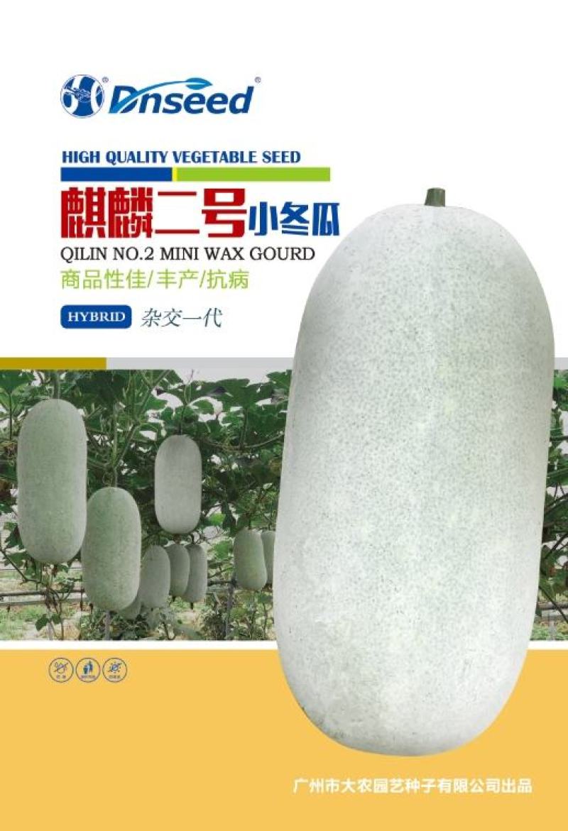 【减灾助农河南加油】麒麟二号小冬瓜小巧玲珑粉皮