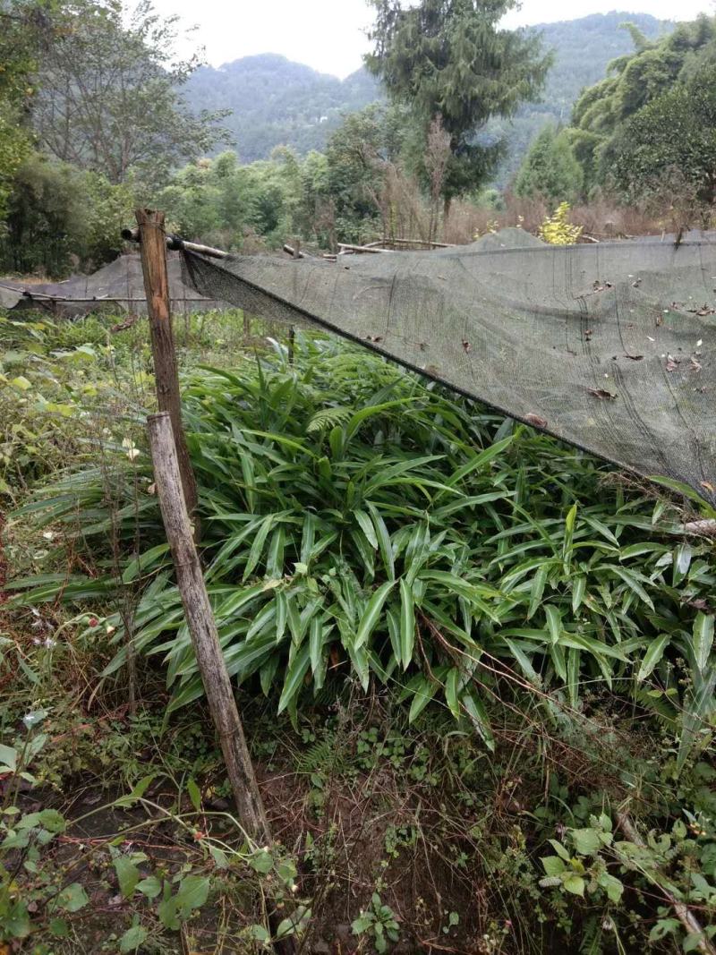 砂仁苗（川砂仁、香砂）采购一千株送200株。
