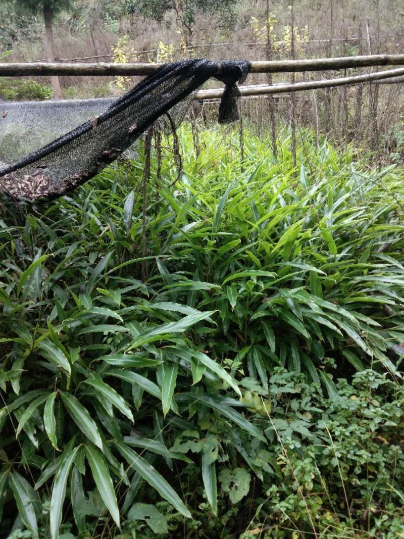 砂仁苗（川砂仁、香砂）采购一千株送200株。