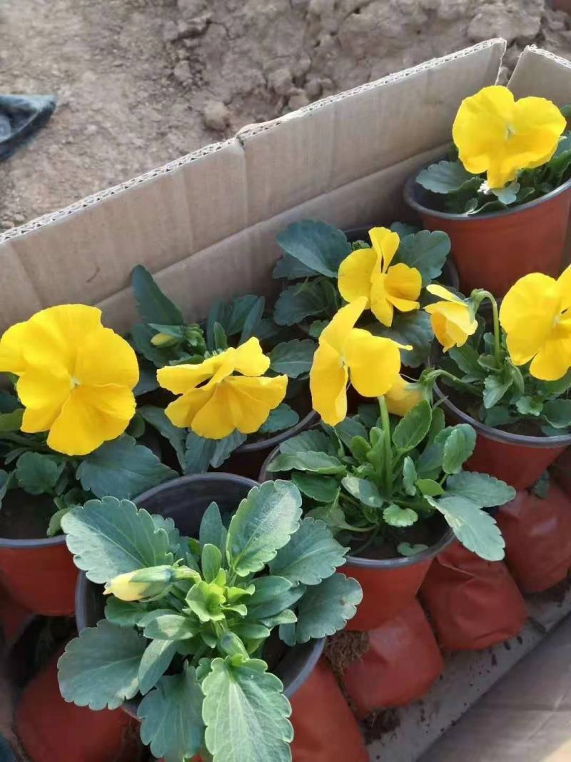 三色堇基地直销量大从优