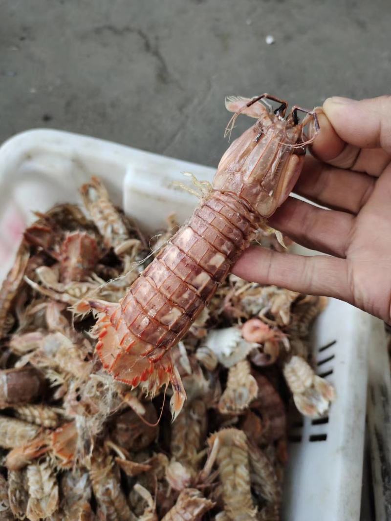 皮皮虾渤海湾一手货源，大量批发，满籽，肥度好