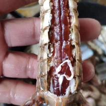皮皮虾渤海湾一手货源，大量批发，满籽，肥度好