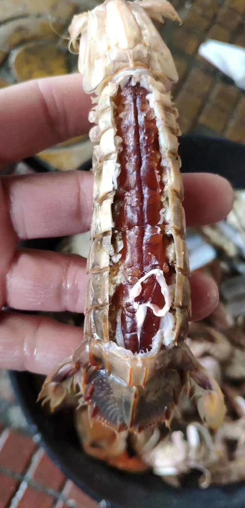 皮皮虾渤海湾一手货源，大量批发，满籽，肥度好