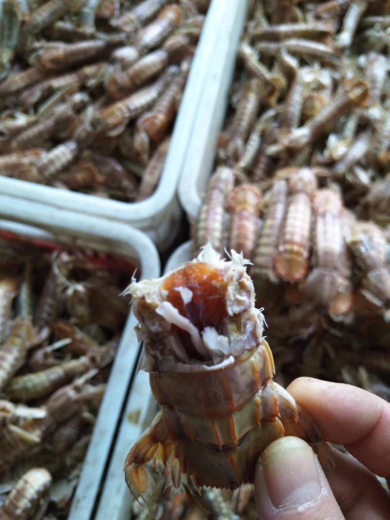 皮皮虾渤海湾一手货源，大量批发，满籽，肥度好