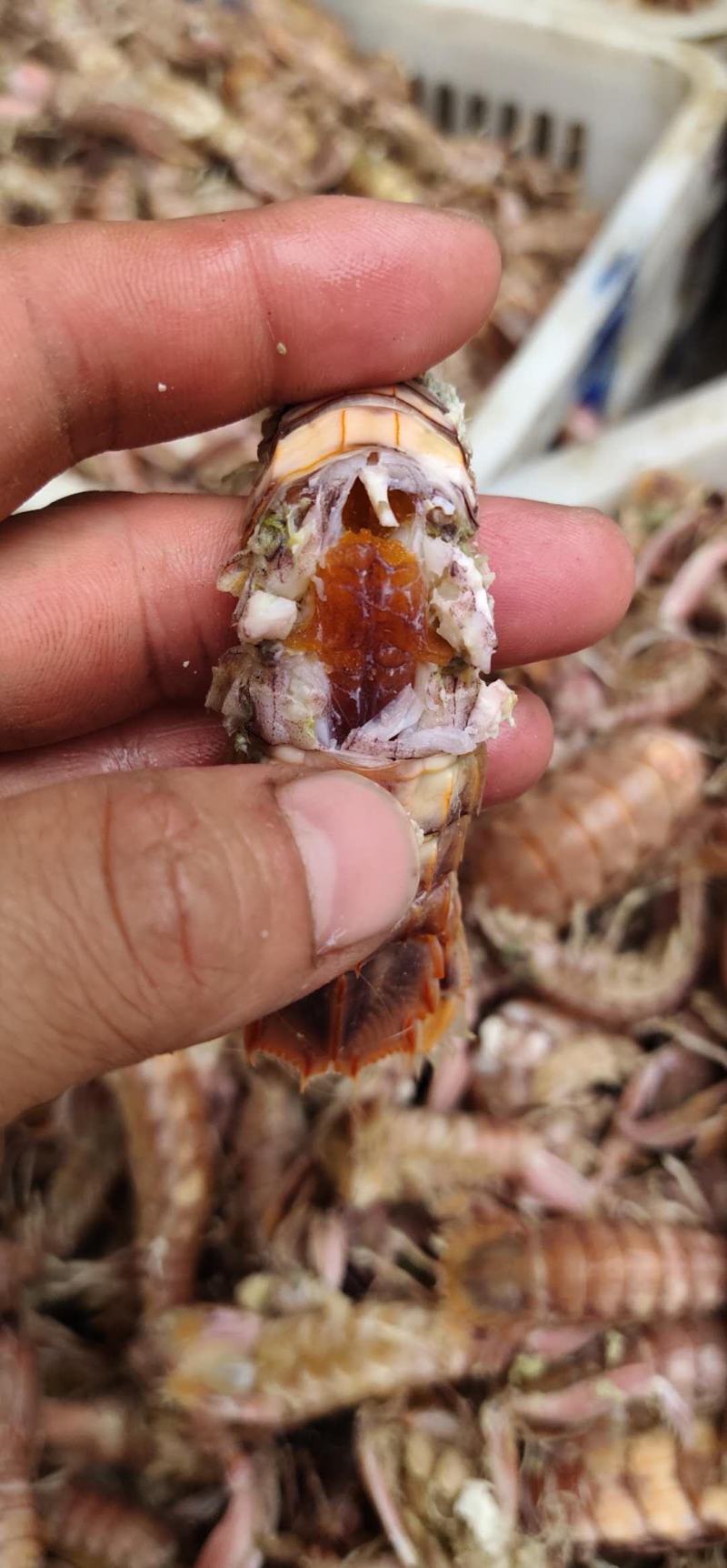 皮皮虾渤海湾一手货源，大量批发，满籽，肥度好